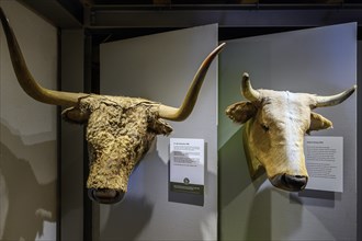 Head of an aurochs