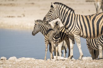 2 young zebra foals with and adult zebra