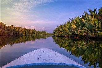 Rowing through the mangroves of the Borneo rainforest in the morning light