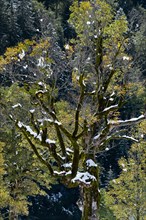 Maple tree covered with first snow in autumn in the Eng in the Karwendel