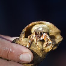 Hand holding snail shell with hermit crab