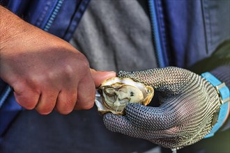 Freshly caught true oyster