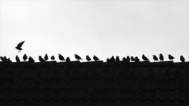 A flock of common starling