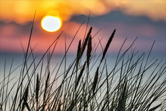 Sunset behind grasses by the sea