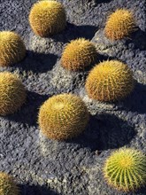 Ball cacti