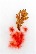 Oak leaf and traces of blood on the snow
