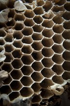 Close up of honeycombs