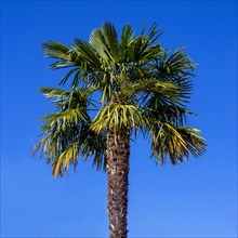 Palm tree on a blue sky
