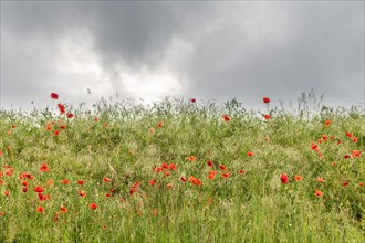 Poppies in a spring meadow