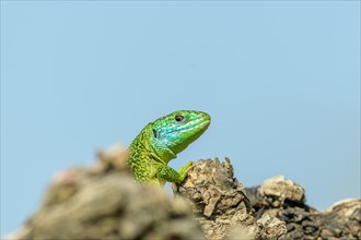 Western green lizard