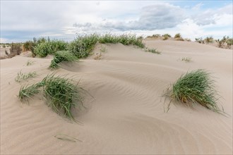 Landscape of the protected dunes on the beach of Beauduc