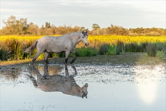 Camargue horse feeding in a swamp full of yellow irises
