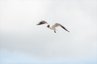 Seabirds in flight in the sky