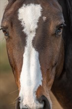 Close-up portrait of a brown horse