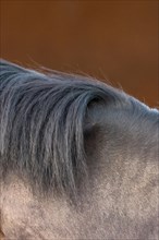 Close-up of a grey horse