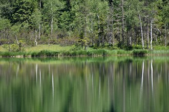 Intact green nature with reflection of trees at Frillensee near Inzell