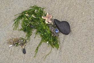Starfish and seaweed