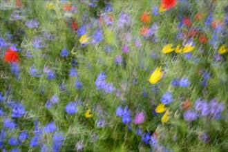 Flower meadow with poppies and cornflowers