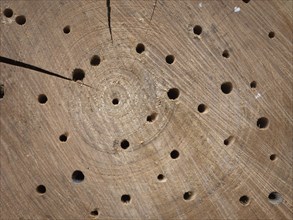 Tree disc for wild bees