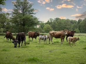 Highland cattle on pasture