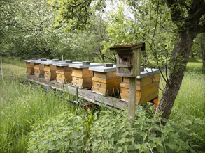 Mobile apiary in orchard