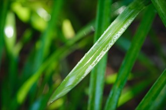 Juicy lush green grass leaves with drops of water dew droplets in the wind in morning light in spring summer outdoors close-up macro