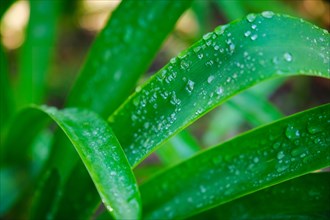 Juicy lush green grass leaves with drops of water dew droplets in the wind in morning light in spring summer outdoors close-up macro