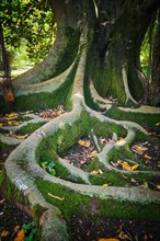 Exotic tree Australian banyan