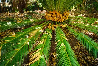 Fern palm sago palm Cycas revoluta leaves close up shot in sun