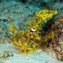 Yellow popeyed scorpionfish