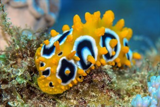 Nudibranch Eye-spotted warty snail