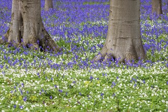 Blue flowering bluebells