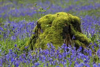 Tree stump overgrown with moss in the midst of blue flowering bluebells