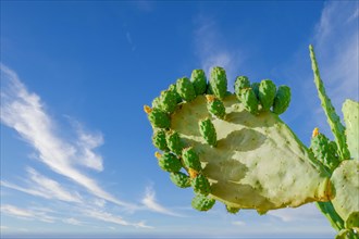 Close-up of a prickly pear cactus with its fruits isolated against a cloudy sky background