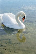 White swan swimming in the water of a lake its image reflected in the clear water