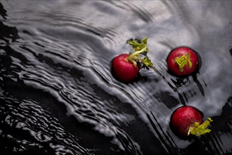 Radishes in the water with waves and green splash effect branches