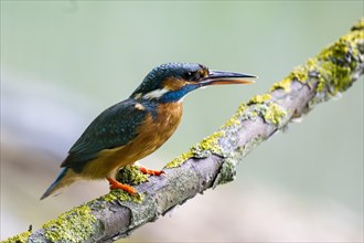 Common kingfisher