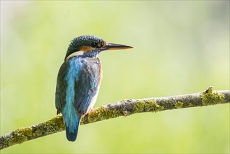 Common kingfisher