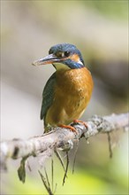 Common kingfisher