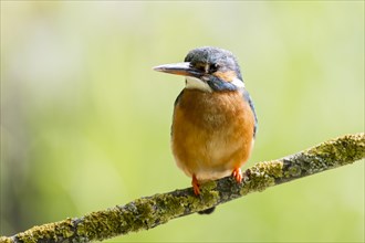 Common kingfisher