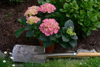 Flowering hydrangea in pot and spade