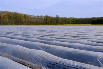 Asparagus field under foil