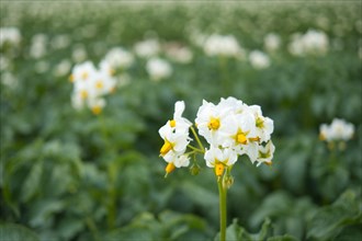 White flower in front of potato field