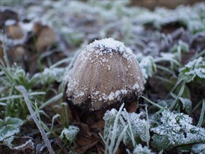 Mushroom in winter
