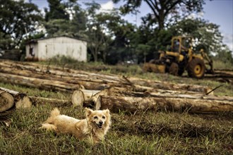Close-up of a small dog in a sawmill in the out-of-focus background the owner is working on a tractor