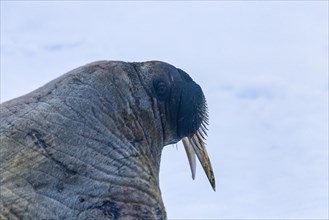 Close up at a Walrus