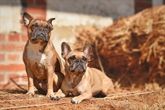 Pair of fawn French Bulldog dogs posing between hay bales