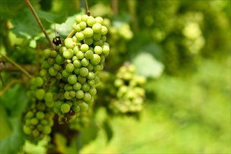 Bunch of small green wine grapes in vineyard