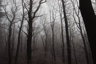 Silhouettes of bare trees in the forest hidden by a thick winter fog
