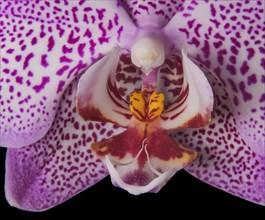 Flower of an orchid